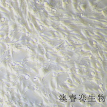 bend.3小鼠脑微血管内皮细胞株