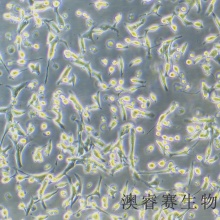 MIN6 小鼠胰岛B细胞