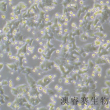 NCI-H2126   人非小细胞肺癌细胞