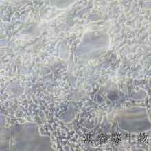 293 HEK-293（人胚肾细胞）