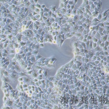 LO2  人正常肝细胞