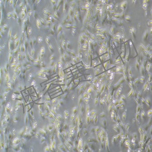 MCF 10A（人正常乳腺上皮细胞）