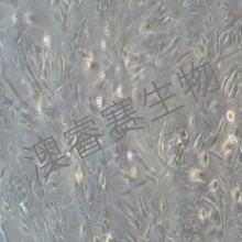 MCF 10A（人正常乳腺上皮细胞）