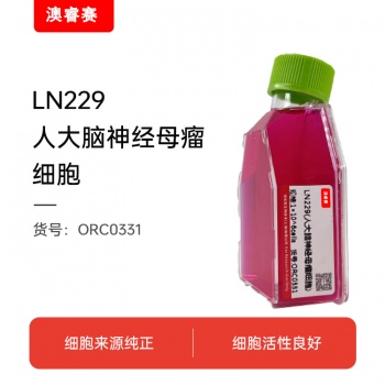 LN229人大脑神经母瘤细胞
