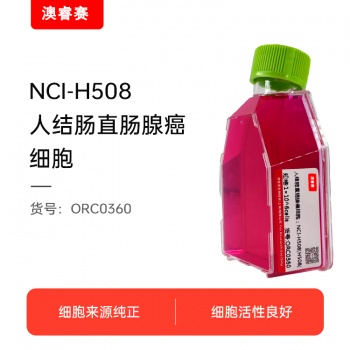 NCI-H508[H508]  人结肠直肠腺癌细胞