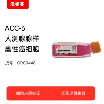 ACC-3 人涎腺腺样囊性癌细胞
