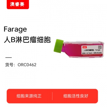 Farage 人B淋巴瘤细胞