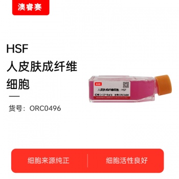 HSF 人皮肤成纤维细胞