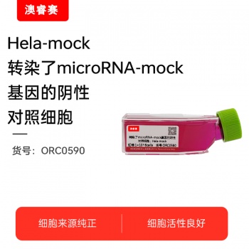 Hela-mock转染了microRNA-mock基因的阴性对照细胞