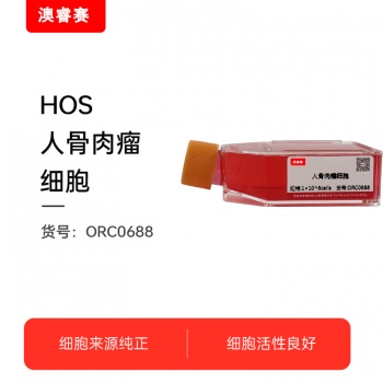 HOS   人骨肉瘤细胞