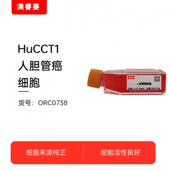 HuCCT1   人胆管癌细胞