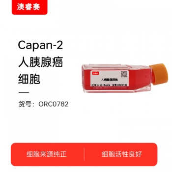 Capan-2  人胰腺癌细胞