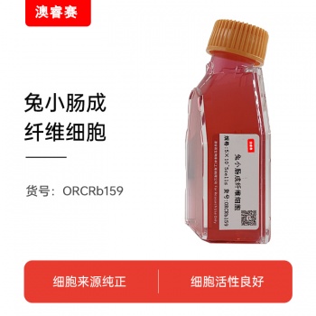 兔小肠成纤维细胞