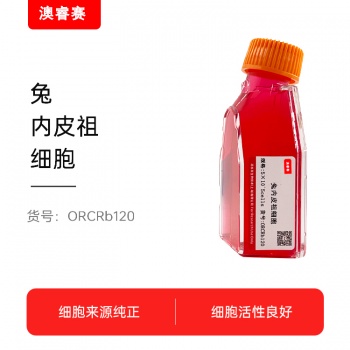 兔内皮祖细胞