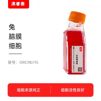 兔脑膜细胞