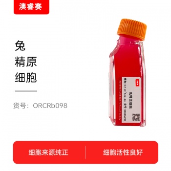 兔精原细胞