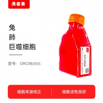 兔肺巨噬细胞