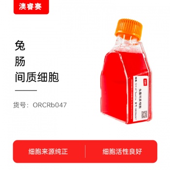 兔肠间质细胞