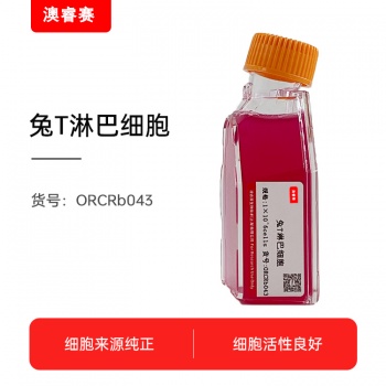 兔T淋巴细胞