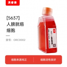 5637 人膀胱癌细胞