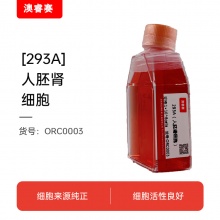 293A 人胚肾细胞