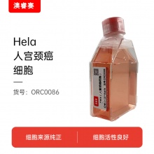 Hela（人宫颈癌细胞）