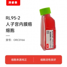 RL95-2（人子宫内膜癌细胞）