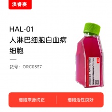 HAL-01（人淋巴细胞白血病细胞）