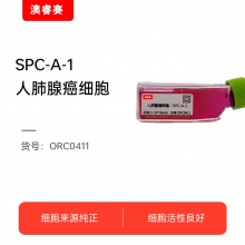 SPC-A-1  人肺腺癌细胞