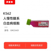 K562 人慢性髓系白血病细胞