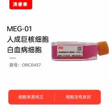 MEG-01 人成巨核细胞白血病细胞