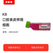 KB 口腔表皮样癌细胞