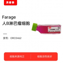 Farage 人B淋巴瘤细胞