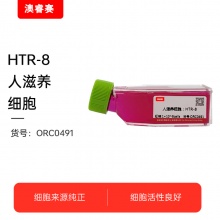 HTR-8 人滋养细胞
