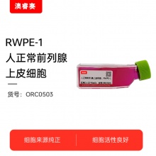 RWPE-1 人正常前列腺上皮细胞