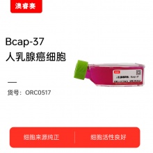 Bcap-37 人乳腺癌细胞