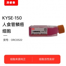 KYSE-150 人食管鳞癌细胞