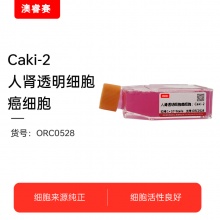 Caki-2 人肾透明细胞癌细胞