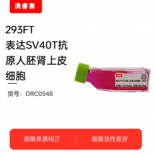 293FT表达SV40T抗原人胚肾上皮细胞