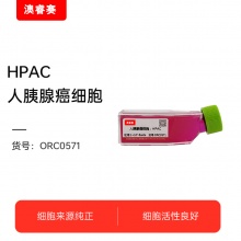 HPAC人胰腺癌细胞