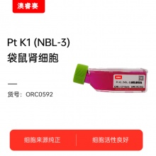 Pt K1 NBL-3袋鼠肾细胞