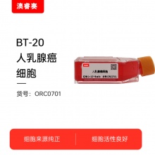 BT-20   人乳腺癌细胞