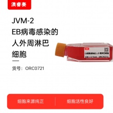 JVM-2  EB病毒感染的人外周淋巴细胞