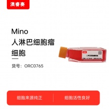 Mino    人淋巴细胞瘤细胞