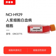 NCI-H929 人骨髓瘤细胞