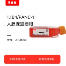 1.1B4/PANC-1   人胰腺癌细胞