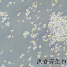 MH-S 小鼠肺泡巨噬细胞