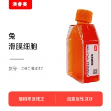 兔滑膜细胞