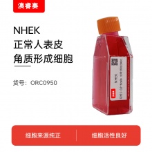 正常人表皮角质形成细胞；NHEK
