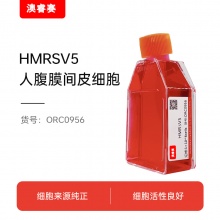 HMRSV5（人腹膜间皮细胞）